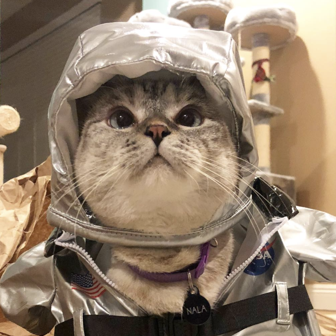 Mooncat
