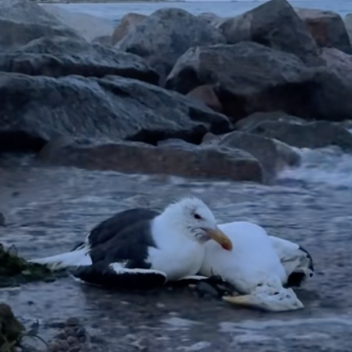 Seagull logo