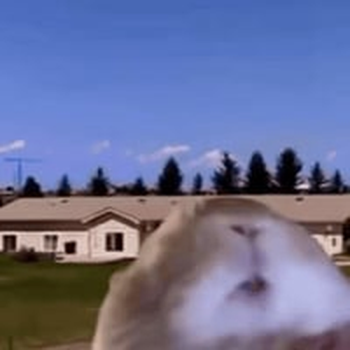 RABBIT