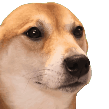 dogebop