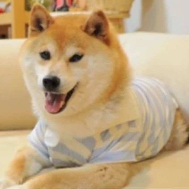 DOGUE