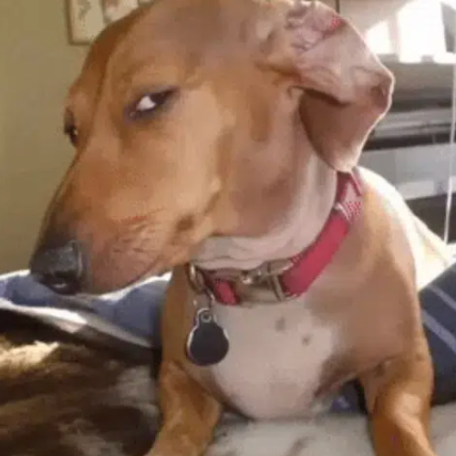 susdog