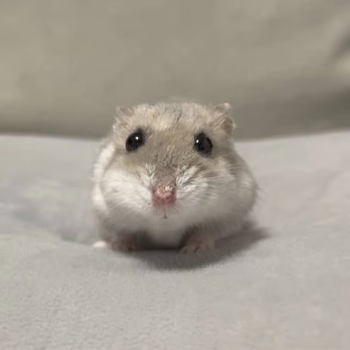 Komugi