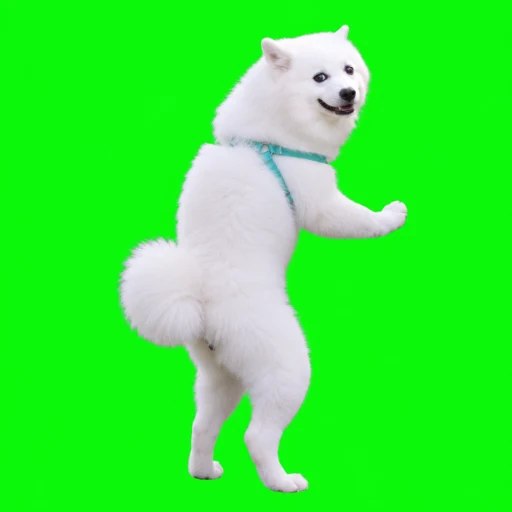 Samoyed