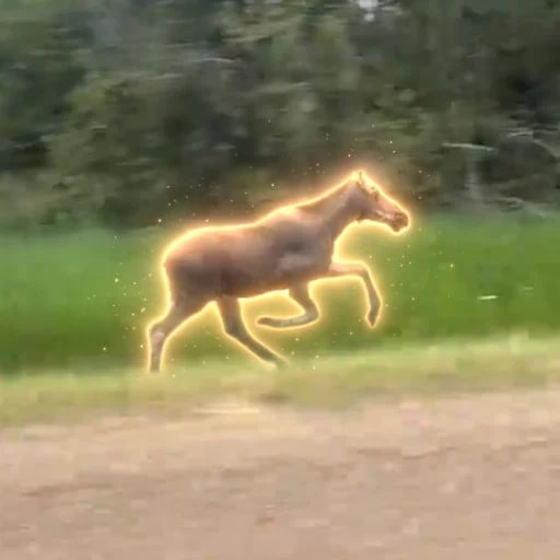 MOOSE