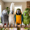 Parrot