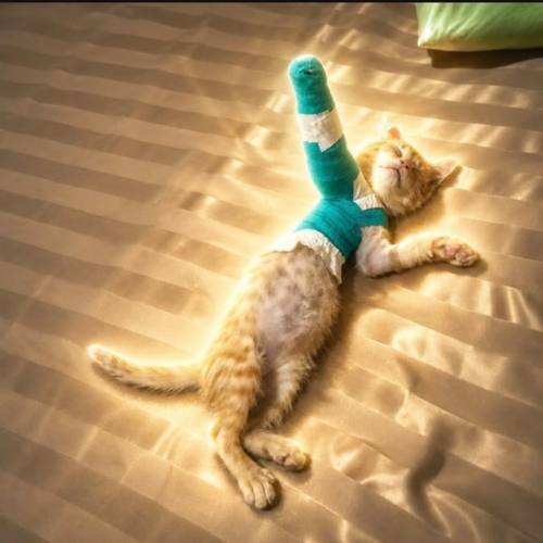 CASTCAT