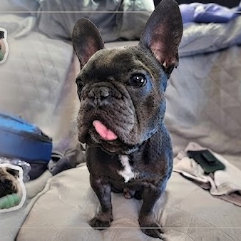 Gizmo logo