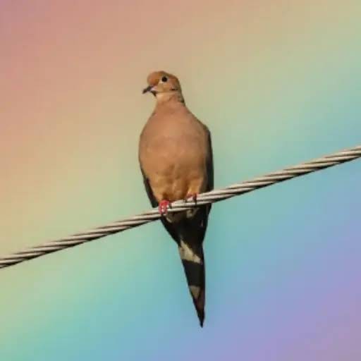 DOVE