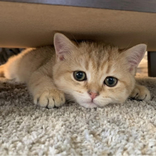 UNDERCAT