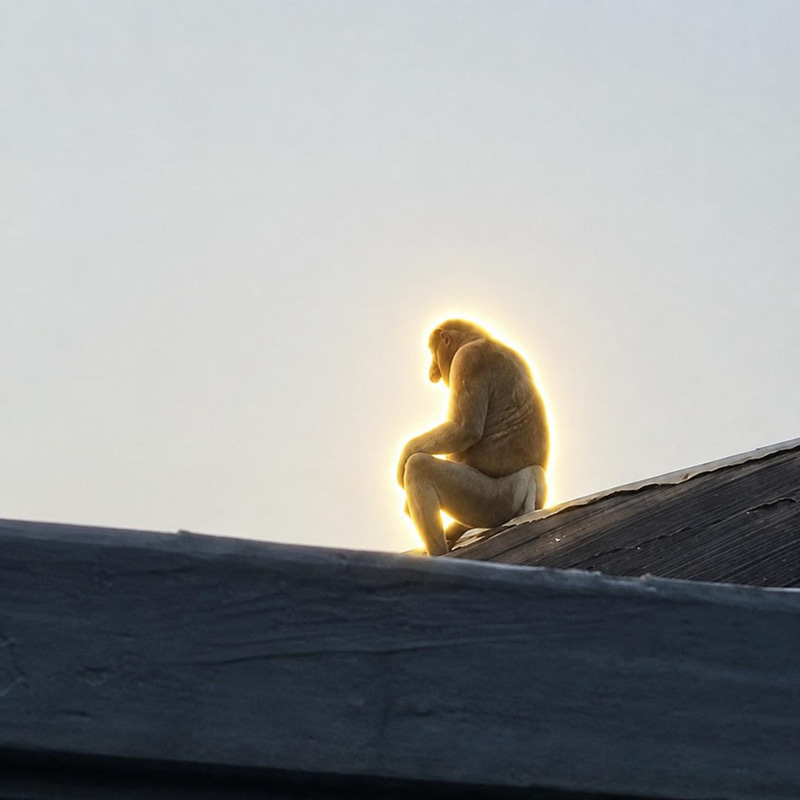 Monkey