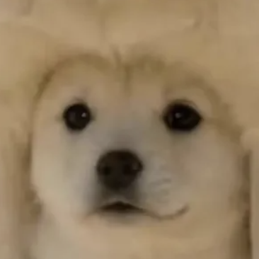 UNDERDOG