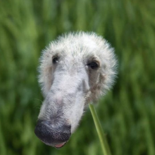 doggylion