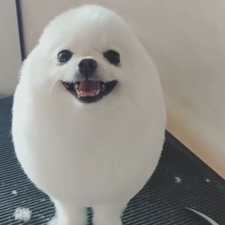 PomPom