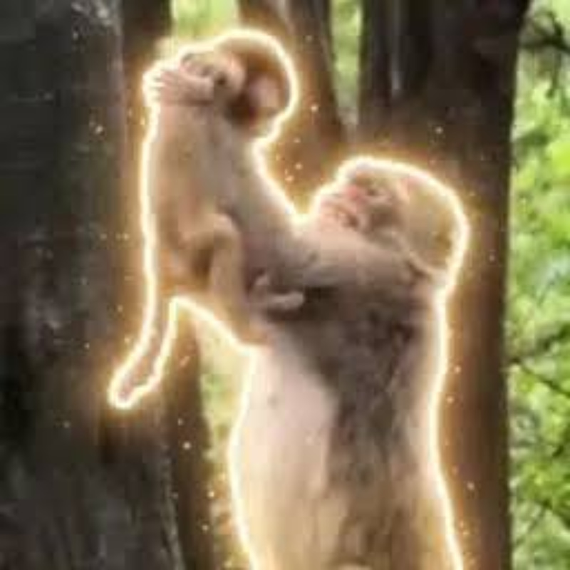 SIMBA 