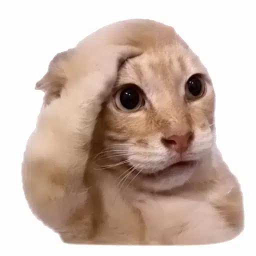 WIF