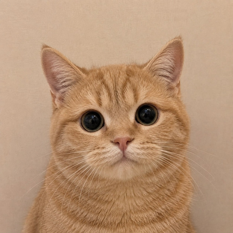 pussy