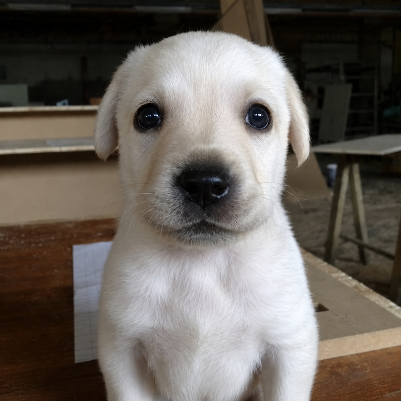 Bruno