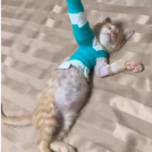 Oyen