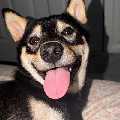 Hachi