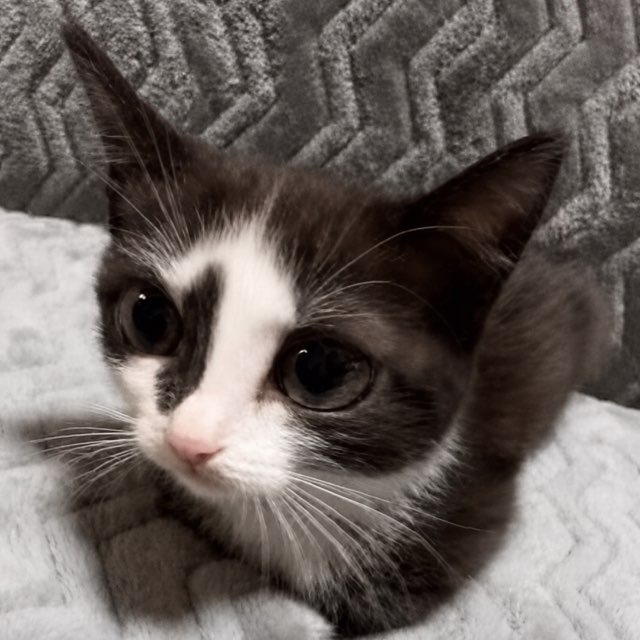 Lilo