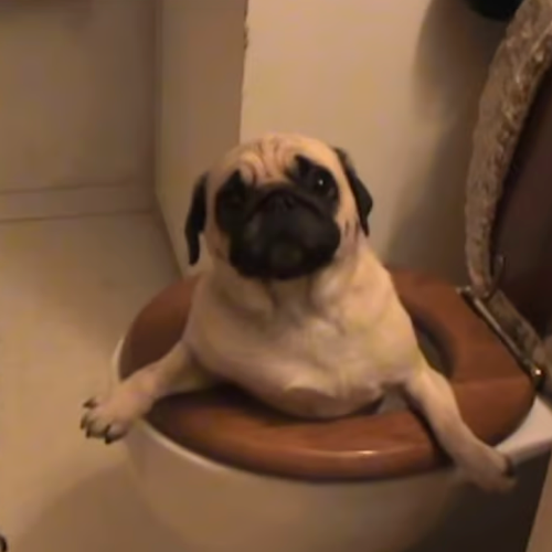 PUG