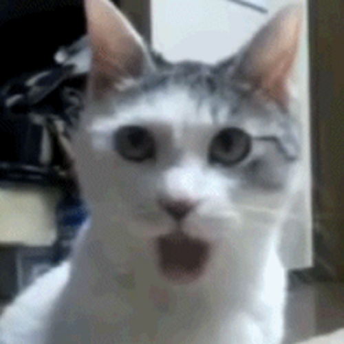 OMGCAT