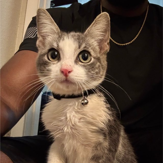 Khajit