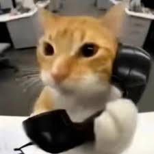 callcat