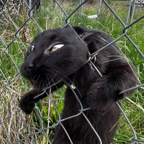 stuckcat