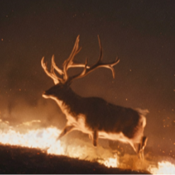 Elk