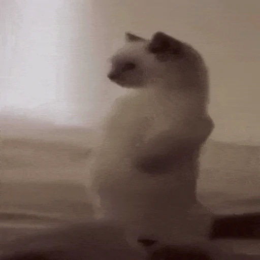 chubcat