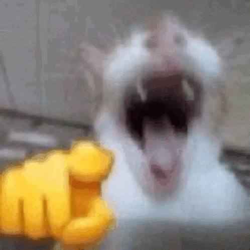 HANDCAT