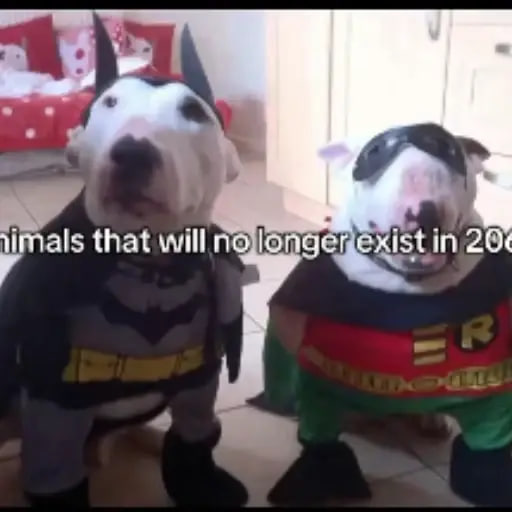 2067