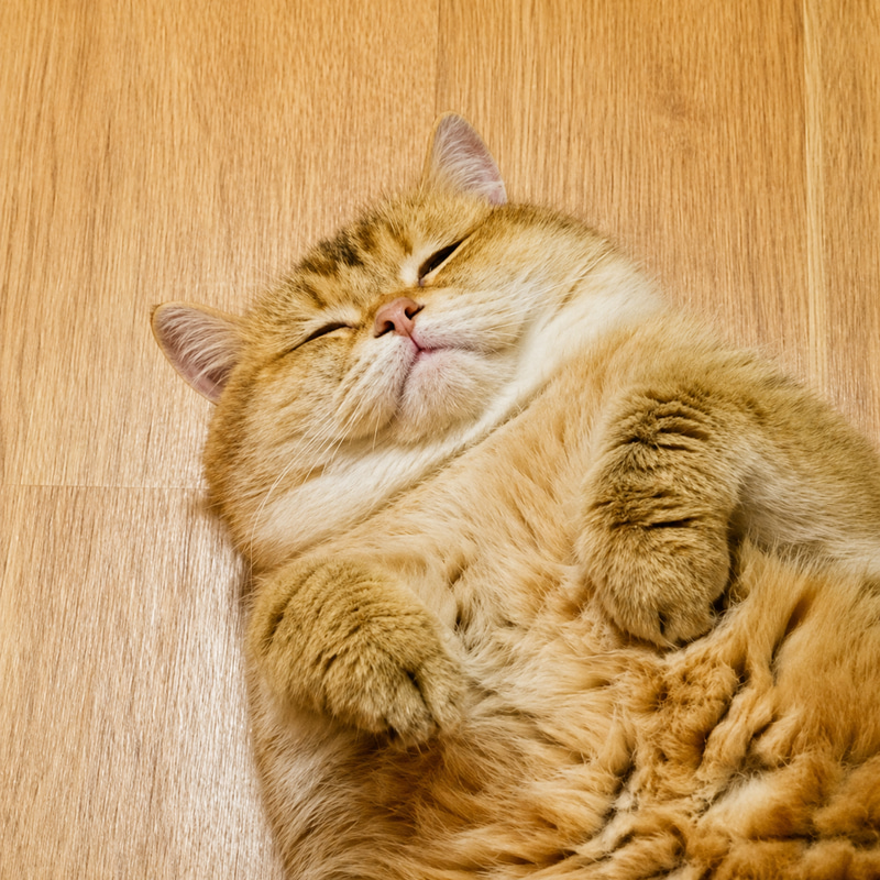 HOSICO