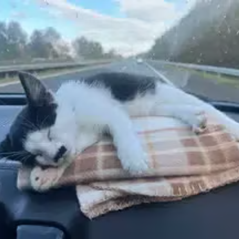 Kitler