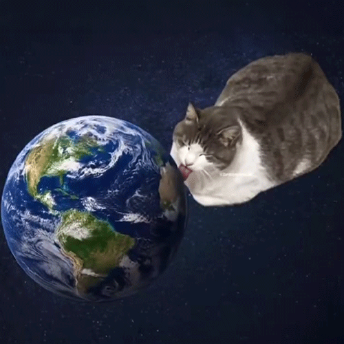 lickingcat