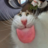 CamCat