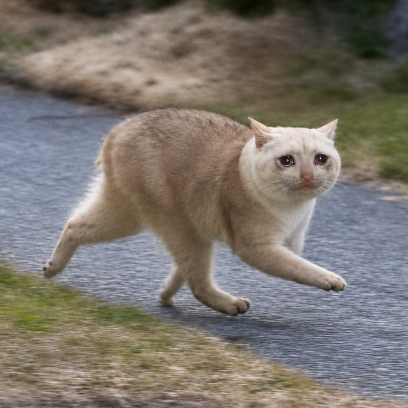 CASHOTHY