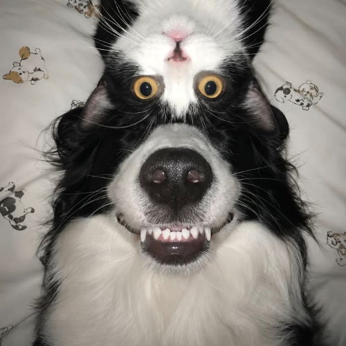 dogwifcat