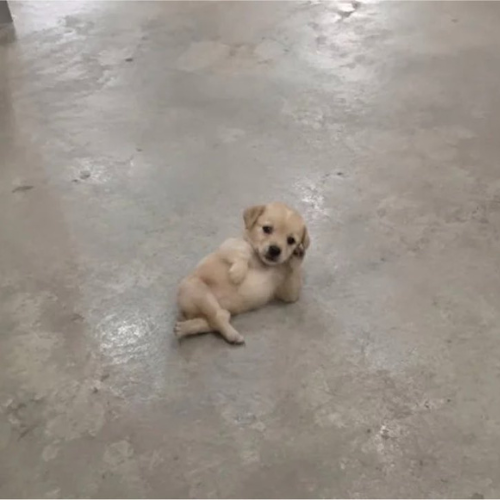 CHILLDOG