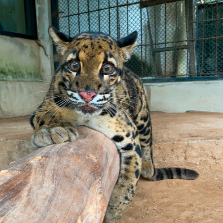 NONGNUENG