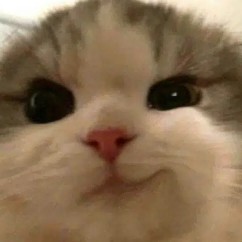 SMIRKCAT