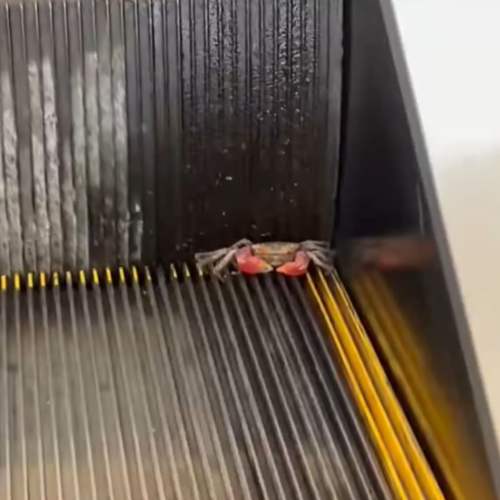 crabalator