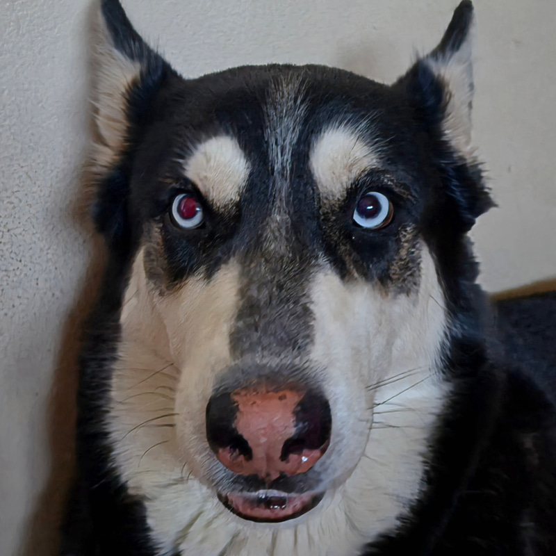 HUSKY