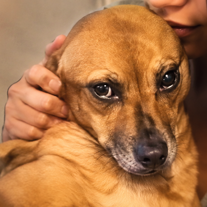 SadDog
