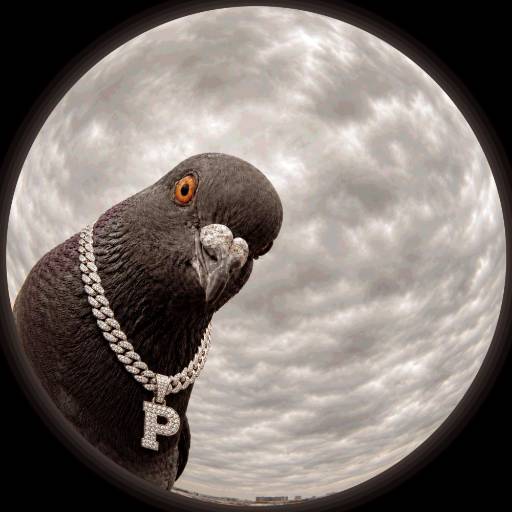 PIGEONS