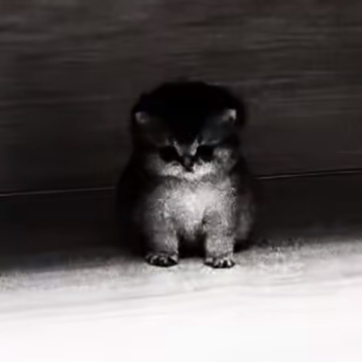 AURACAT