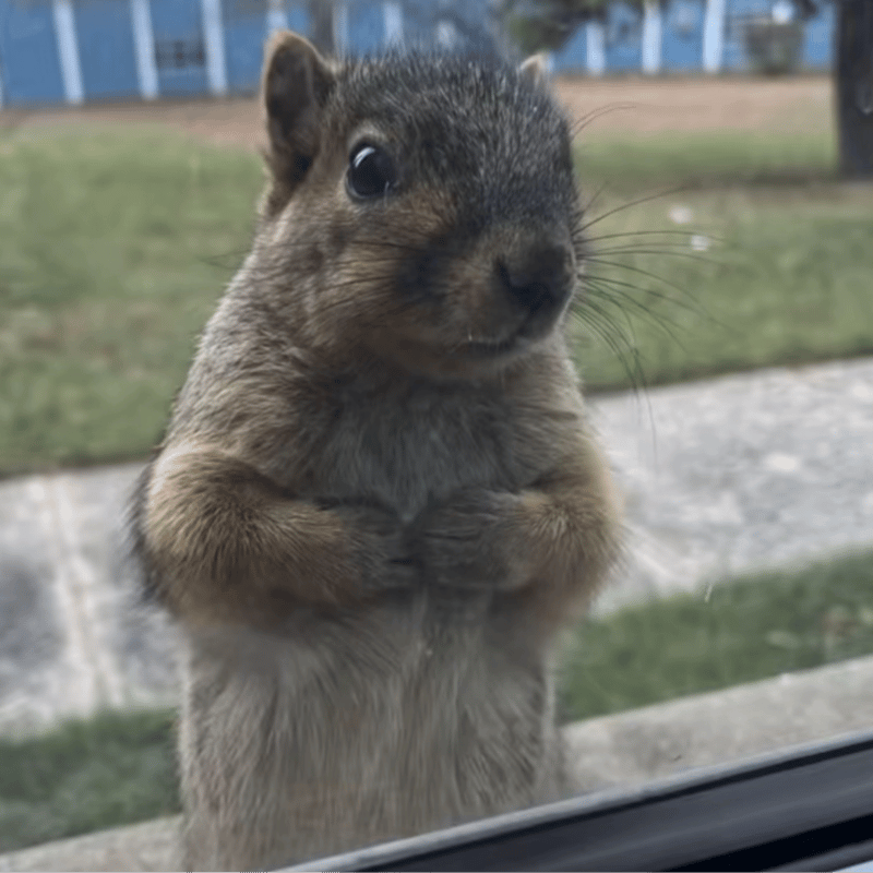 nuts