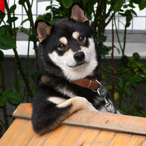 Cooldog